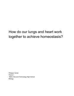 How do our lungs and heart work together to achieve homeostasis?