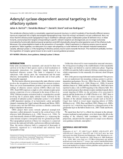Adenylyl cyclase-dependent axonal targeting in the olfactory system