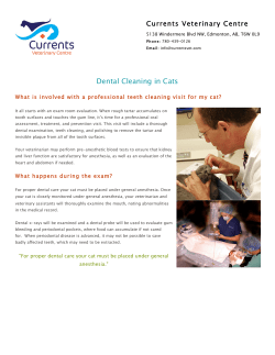 Dental Cleaning in Cats - Currents Veterinary Centre