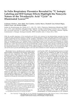 In Folio Respiratory Fluxomics Revealed by 13C