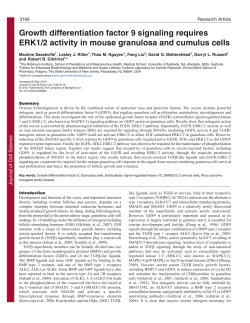 Growth differentiation factor 9 signaling requires ERK1/2 activity in