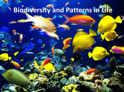 Biodiversity and Patterns in Life