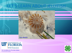 let`s learn about jellyfish