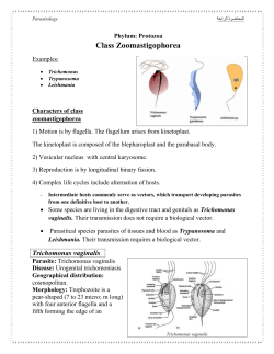 Class Zoomastigophorea