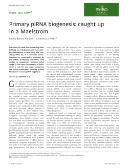 Primary piRNA biogenesis: caught up in a