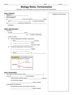 Biology Notes: Fermentation