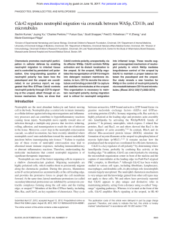 Cdc42 regulates neutrophil migration via crosstalk between WASp