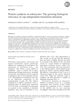 Protein synthesis in eukaryotes