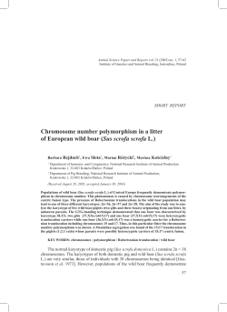 Chromosome number polymorphism in a litter of