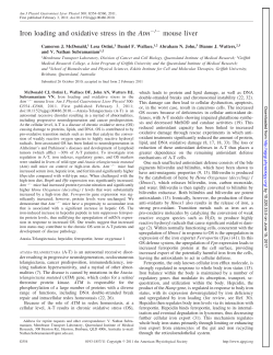 Iron loading and oxidative stress in the Atm / mouse liver