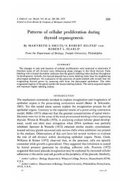 Patterns of cellular proliferation during thyroid