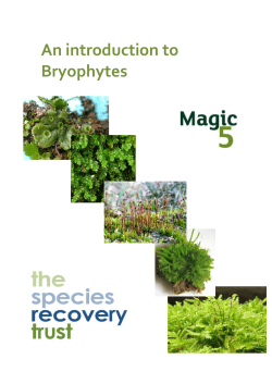 Bryophytes - Magic 5 - The Species Recovery Trust