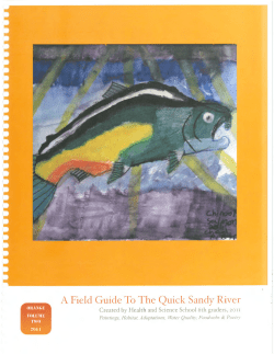 A Field Guide To The Quick Sandy River