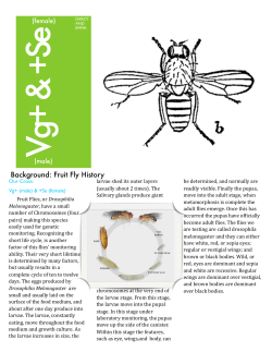 Emma:Darcy Fruit Fly