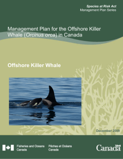 Management Plan for the Offshore Killer Whale (Orcinus orca) in