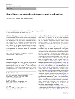 Short-distance navigation in cephalopods