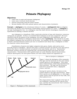 Skull phylogeny Bio104