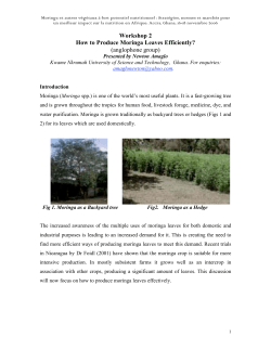 How to Produce Moringa Leaves Efficiently?