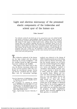 Light and Electron Microscopy of the Presumed Elastic