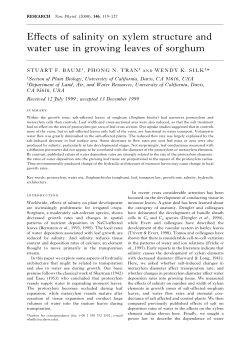 Effects of salinity on xylem structure and water use in growing leaves