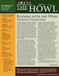 Running with the Wind: