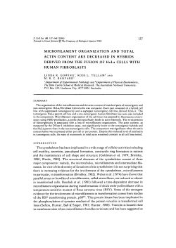 MICROFILAMENT ORGANIZATION AND TOTAL ACTIN CONTENT
