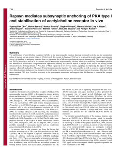 Rapsyn mediates subsynaptic anchoring of PKA type I and