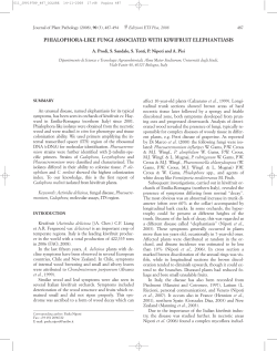 phialophora-like fungi associated with kiwifruit elephantiasis