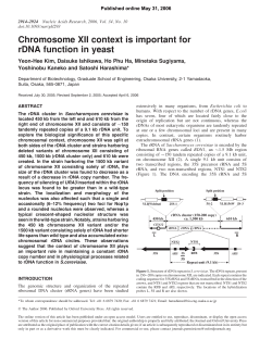 Chromosome XII context is important for rDNA function in yeast