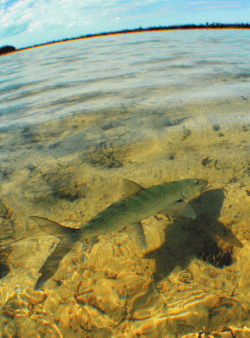 If You Love Me, Let Me Fish - Turks and Caicos Bonefishing