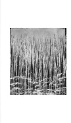 Jewel A Night Withou.. - Global Public Library