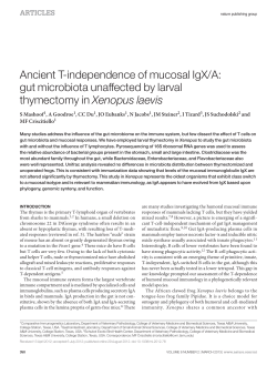 A: gut microbiota unaffected by larval thymectomy in Xenopus laevis