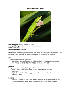 Green Anole Care Sheet Average Adult Size: 5 to 8 inches long