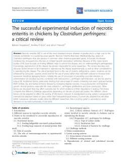 The successful experimental induction of necrotic enteritis in
