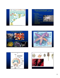 Phylum Echinodermata: &ldquo;spiny skin&rdquo; 5 Echinoderm Classes