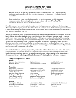 Companion Plants for Roses