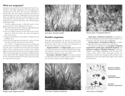 Underwater World of Florida`s Seagrass