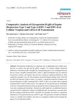 Comparative Analysis of Glycoprotein B (gB) of Equine Herpesvirus