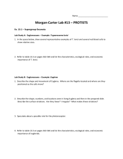 Morgan-Carter Lab #13 &ndash; PROTISTS
