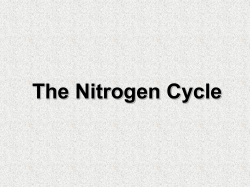 The Nitrogen Cycle