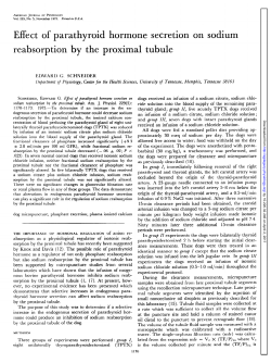 Effect of parathyroid hormone secretion on