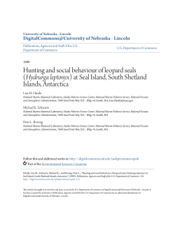 Hunting and social behaviour of leopard seals