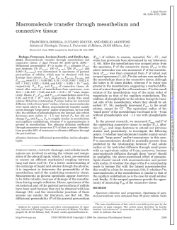 Macromolecule transfer through mesothelium and connective tissue