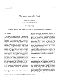 The rumen anaerobic fungi