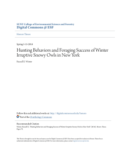 Hunting Behaviors and Foraging Success of Winter Irruptive Snowy