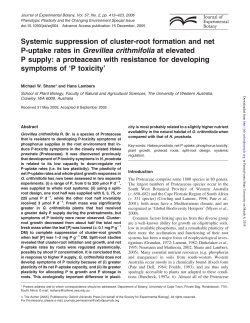 Systemic suppression of cluster-root formation and net P