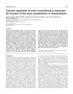 Calcium regulation of actin crosslinking is important for function of