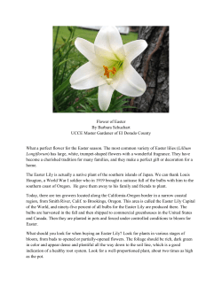 Flower of Easter By Barbara Schuchart UCCE Master Gardener of El
