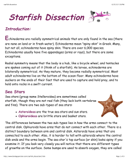 starfish dissection