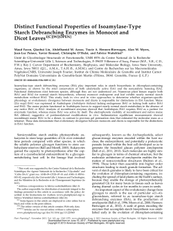 Distinct Functional Properties of Isoamylase-Type